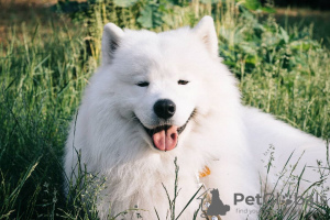 Photo №1. Mating service - breed: samoyed dog. Price - 200$