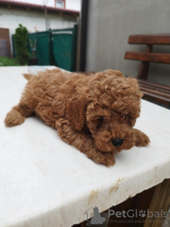 Additional photos: Miniature poodle