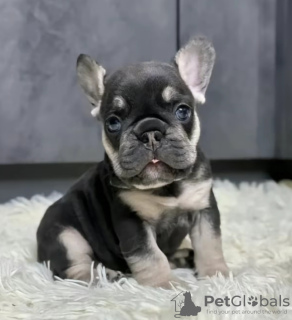 Photo №1. french bulldog - for sale in the city of Valladolid | 423$ | Announcement № 126707