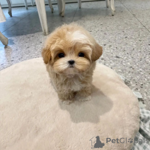 Photo №1. maltese dog - for sale in the city of Alabama | 600$ | Announcement № 166383