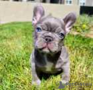 Photo №1. french bulldog - for sale in the city of Columbus | 500$ | Announcement № 128157