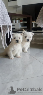 Photo №1. west highland white terrier - for sale in the city of Belgrade | negotiated | Announcement № 109990