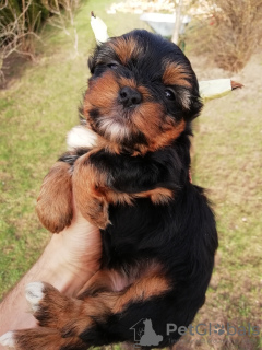Photo №2 to announcement № 97665 for the sale of beaver yorkshire terrier, yorkshire terrier - buy in Estonia private announcement, breeder