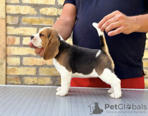 Additional photos: Beagle puppies from top show parents