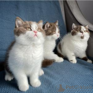 Photo №3. British Shorthair kittens available for sale.. Hong Kong