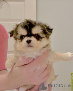 Photo №2 to announcement № 160056 for the sale of chihuahua - buy in Germany private announcement