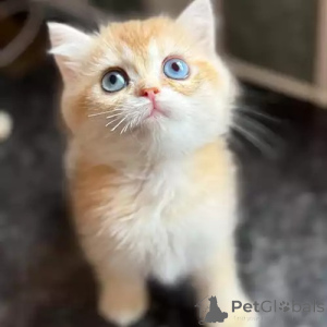 Photo №2 to announcement № 173831 for the sale of british shorthair - buy in United Kingdom private announcement, breeder