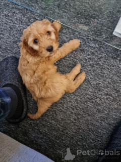 Photo №2 to announcement № 160008 for the sale of american cocker spaniel - buy in Latvia private announcement