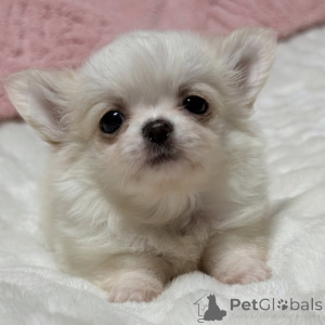 Photo №1. chihuahua - for sale in the city of Litvinov | 258$ | Announcement № 174913