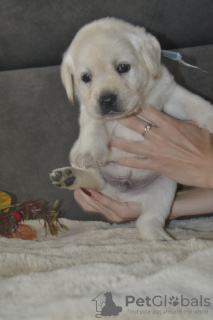 Additional photos: Labrador Retriever