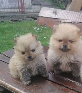 Additional photos: Pomeranian Spitz puppies