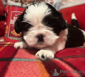 Photo №1. shih tzu - for sale in the city of New York | 260$ | Announcement № 84037