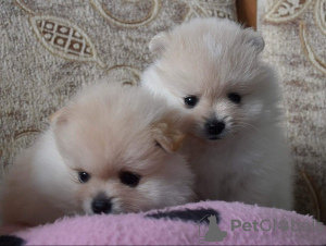 Additional photos: Pomeranian and Pomeranian Spitz, puppies
