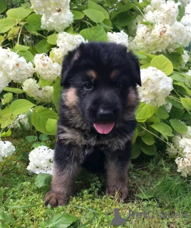 Photo №3. Deutscher Schäferhund Welpen zur Adoption. Germany