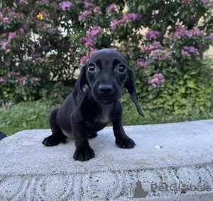 Photo №1. dachshund - for sale in the city of Washington | 850$ | Announcement № 50810