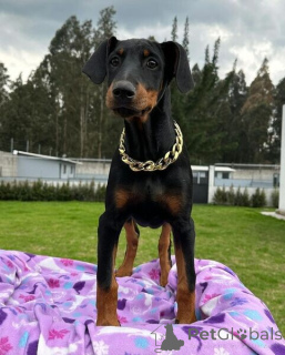 Photo №1. dobermann - for sale in the city of Borlänge | negotiated | Announcement № 169794