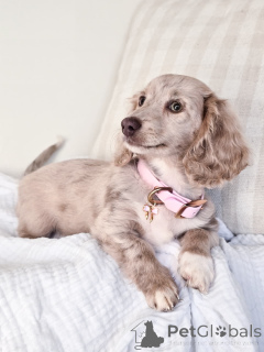 Photo №3. Purebred Dachshund Puppy Well Socialized & Vet Checked. Germany