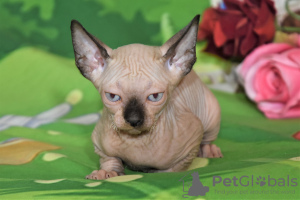 Additional photos: kittens canadian sphynx