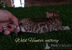 Photo №4. I will sell bengal cat in the city of Москва. from nursery - price - 475$