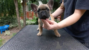 Photo №1. french bulldog - for sale in the city of Штутгарт | 350$ | Announcement № 117880