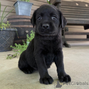 Photo №2 to announcement № 172787 for the sale of labrador retriever - buy in Germany private announcement