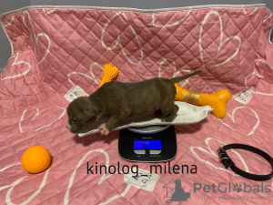 Photo №2 to announcement № 127735 for the sale of american bully - buy in Serbia private announcement, from nursery, breeder