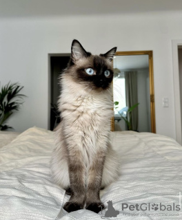Photo №1. ragdoll - for sale in the city of Гамбург | 423$ | Announcement № 101791