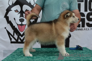 Photo №4. I will sell alaskan malamute in the city of Belgrade.  - price - negotiated