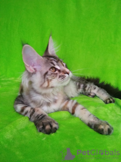Photo №2 to announcement № 43592 for the sale of maine coon - buy in Russian Federation from nursery