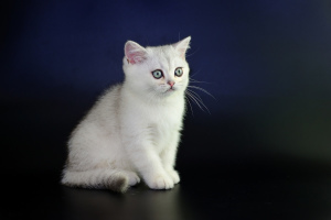 Photo №4. I will sell british shorthair in the city of Kishinev. from nursery - price - negotiated