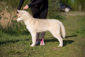Additional photos: For sale a very beautiful bred girl of the SIBERIAN HUSKEY