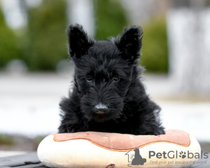 Photo №1. scottish terrier - for sale in the city of Minsk | negotiated | Announcement № 18317