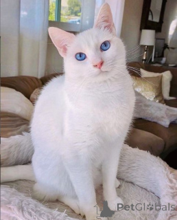 Photo №2 to announcement № 157695 for the sale of japanese bobtail - buy in Germany from the shelter, breeder