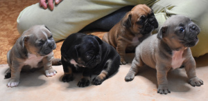 Photo №2 to announcement № 3528 for the sale of french bulldog - buy in Russian Federation from nursery, breeder