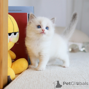 Photo №2 to announcement № 152261 for the sale of ragdoll - buy in Ireland breeder