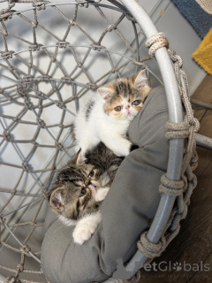 Photo №3. Exotic Shorthair-Kätzchen abzugeben.. Switzerland