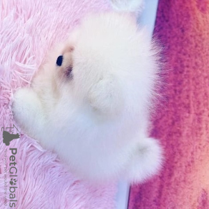 Photo №1. pomeranian - for sale in the city of Englefield Green | Is free | Announcement № 103689