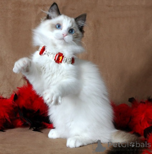 Photo №3. Pure White Ragdoll cats Ready for New Home. Netherlands