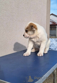 Additional photos: Central Asian Shepherd puppies