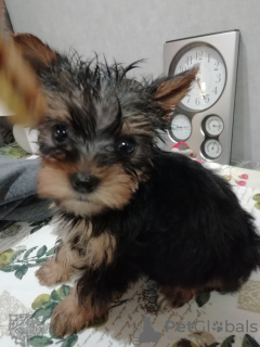 Photo №3. Yorkie/Kawaiiork puppies. Latvia