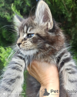 Photo №1. maine coon - for sale in the city of Kharkov | 28000$ | Announcement № 11771