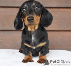 Photo №4. I will sell dachshund in the city of Chicago. private announcement - price - 500$