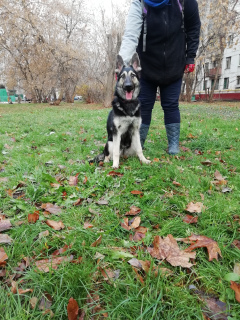 Photo №1. east-european shepherd - for sale in the city of Москва | 315$ | Announcement № 3985