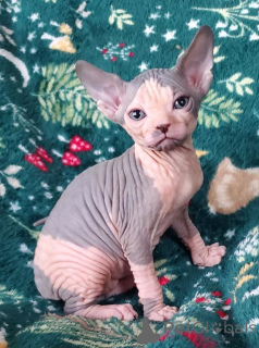 Photo №1. sphynx cat - for sale in the city of Helsinki | 329$ | Announcement № 140887