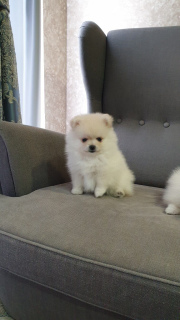 Photo №3. Spitz Puppies. Russian Federation