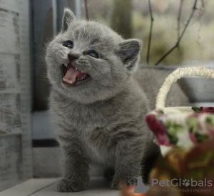 Photo №2 to announcement № 89833 for the sale of british shorthair - buy in Germany 