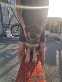 Additional photos: german shepherd puppies