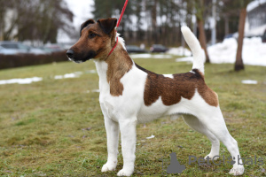 Photo №2 to announcement № 112244 for the sale of fox terrier - buy in Belarus from nursery