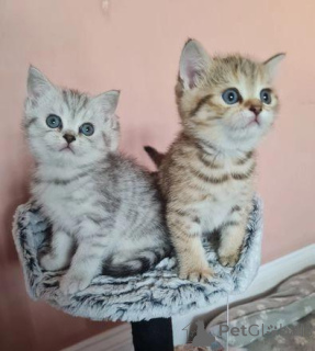 Photo №1. scottish fold - for sale in the city of Brondby | Is free | Announcement № 172847