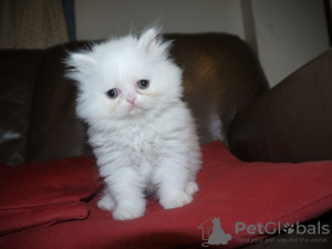 Photo №1. persian cat - for sale in the city of Брисбен | Is free | Announcement № 99058